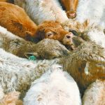 The Saskatchewan Cattle Association’s checkoff has been the subject of debate this year as members wrestle with how much to increase the checkoff and how easy it should be to request a refund. | File photo