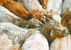 The Saskatchewan Cattle Association’s checkoff has been the subject of debate this year as members wrestle with how much to increase the checkoff and how easy it should be to request a refund.  |  File photo