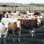 An analyst says it might be time to get past the focus on herd size because demand is being met by increasingly heavier finished weights. | File photo