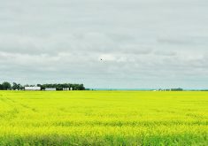 Early seeded canola crops are just nicely in the flowering stages in Manitoba, such as this one photographed June 23 near Carman, Man.  |  Jeannette Greaves photo