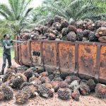 Regina Koh, market reporter for Fastmarkets, anticipates a modest improvement in global palm oil production this year but the same can’t be said for the other side of the ledger. | Reuters photo