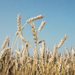 MarketsFarm analyst Bruce Burnett said Canadian wheat growers should expect higher prices later in 2024-25 amid the tight global balance sheet. | File photo