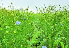 Chickpea-flax intercrop trials grow at the South East Research Farm near Redvers, Sask.  |  Lana Shaw photo