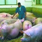 Guillherme Cezar of Iowa State University said workers can feel like they failed when there is a disease outbreak, with a sense of bewilderment hitting those who have followed their instructions. | File photo