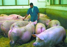 Guillherme Cezar of Iowa State University said workers can feel like they failed when there is a disease outbreak, with a sense of bewilderment hitting those who have followed their instructions. | File photo