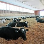 A Michigan State University researcher says dairy cows are calving earlier and many farm management programs default lactation length to 283 days, when most cows calve by 277 days. | File photo