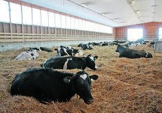A Michigan State University researcher says dairy cows are calving earlier and many farm management programs default lactation length to 283 days, when most cows calve by 277 days.  |  File photo