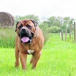 A study of cases in which dogs were poisoned by rodenticides found that nearly half of them had bleeding into their chest cavities, which can be difficult to identify. | File photo