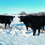 Cattle graze on corn residue. | Rachel Carey photo