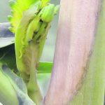 A sclerotinia risk adviser tool has been added to Xarvio, BASF’s Field Manager Platform. | File photo