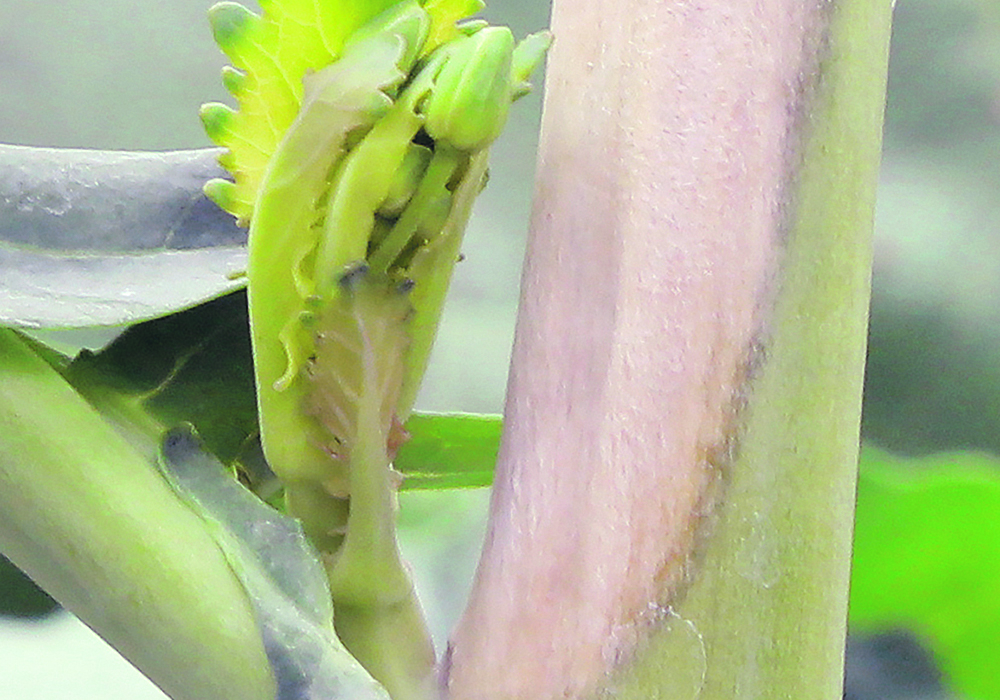 A sclerotinia risk adviser tool has been added to Xarvio, BASF’s Field Manager Platform.  |  File photo