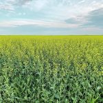 With the recent wet weather experienced in Manitoba, producers looking to win the fight against sclerotinia should apply fungicide at the early bloom stage. | File photo