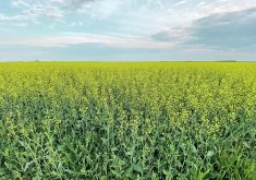 With the recent wet weather experienced in Manitoba, producers looking to win the fight against sclerotinia should apply fungicide at the early bloom stage.  |  File photo