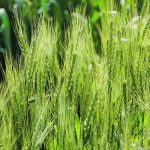 Indian researchers say focusing wheat breeding programs solely on boosting yields is no longer enough as climate change threatens the country’s ability to grow crops. | Reuters photo