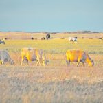 The government of Denmark reached a wide-ranging compromise late last month with farmers, industry, labour unions and environmental groups on the policy. | File photo