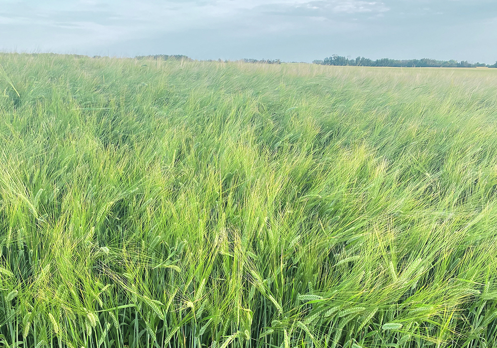 StatCan seeded acreages for most crops were not too far from grain trade expectations. One exception may have been barley, down nearly 13 per cent compared to last year. | File photo