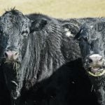 Cows are the main source of grinding beef in North American, but supply is low as the domestic herd shrinks, opening the door for imports. | File photo