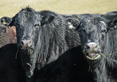 Cows are the main source of grinding beef in North American, but supply is low as the domestic herd shrinks, opening the door for imports.  |  File photo