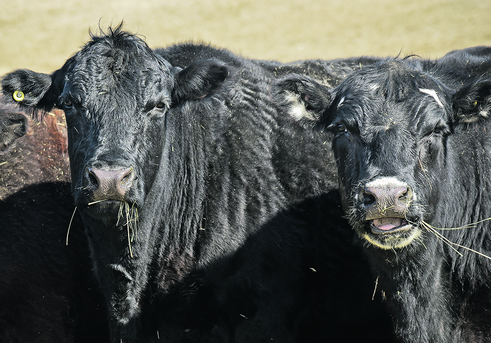 Image for Brazil expected to be bigger meat competitor