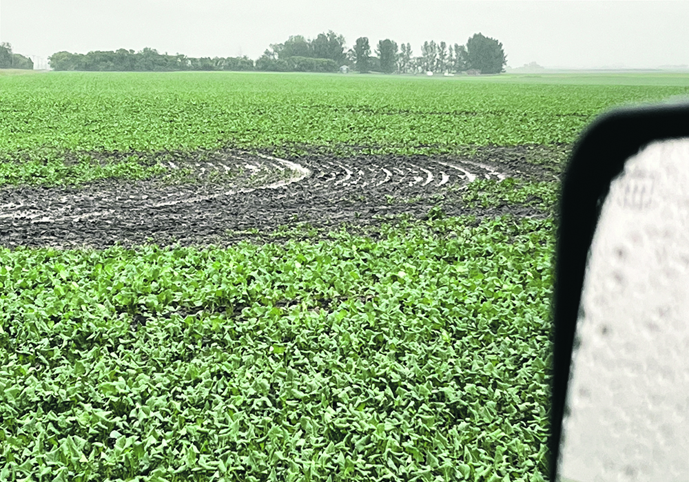 Moisture has improved on much of the Prairies this year with more expected last weekend.  |  Paul Yanko photo