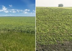 Scott Anderson’s mustard crop near Briercrest, Sask., looked great, left, until a June 23 hailstorm set it back severely. However, he said gophers are causing more damage than hail.  |  Scott Anderson photos