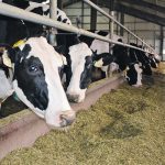 The USDA detected HPAI in 132 dairy herds across 12 states as of June 27 with the most cases detected in Michigan, Idaho, Colorado and Texas. | File photo