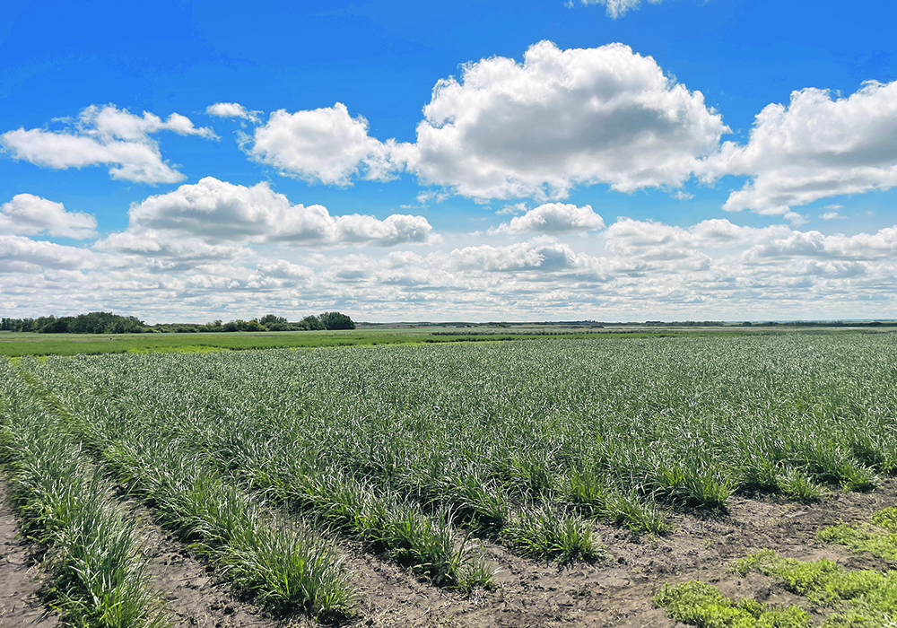 Research at the Livestock and Forage Centre of Excellence near Saskatoon looks at how different forage crops use water differently.  |  Janelle Rudolph photo