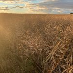 Since the late 1940s, the growing season on the Prairies and British Columbia has lengthened by 15 to 30 days. A lot depends on location, but it seems like British Columbia and Alberta are getting warmer — and faster — than Manitoba and Saskatchewan. | File photo