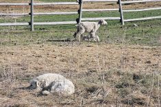 The maximum rebate has risen from $100 to $400 per dog, or the full value of the dog if a producer paid less than $400 for it. The increase is retroactive to April 1, 2024. | File photo