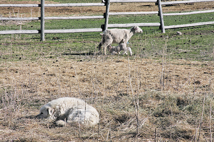 The maximum rebate has risen from $100 to $400 per dog, or the full value of the dog if a producer paid less than $400 for it. The increase is retroactive to April 1, 2024. | File photo