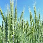 Vince Peterson, president of U.S. Wheat Associates, said he would be surprised if the proposed BRICS grain exchange sees the light of day. | File photo
