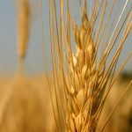This could be one of those rare years where spring wheat momentarily trades at a premium to durum, said GrainFox chief analyst Neil Townsend. | File photo