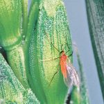 Wheat midge adults are tiny orange-coloured flying insects that are
typically observed at dusk under calm conditions. | FILE PHOTO