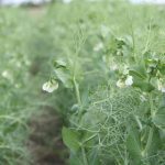 Russia exported about three million tonnes of peas in 2023-24, with China and India as priority markets for the country in the coming year. | File photo