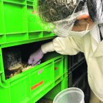 Black soldier fly larvae are harvested. | NRGene photo