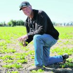 Cory VandenElzen of Coaldale, Alta., kneels in one of his sugar beet fields. The family has grown sugar beets for more than 50 years. He grows about 300 acres of the crop a year in a four-year rotation. The sugar beets are one of the most expensive crops to grow, but also bring the highest return. | Mary MacArthur photo