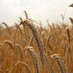 Hybrid rye offers farmers numerous advantages in terms of reduced management time and enhanced resilience in challenging conditions. Unlike spring crops, hybrid rye is fall-seeded, enabling earlier harvesting and efficient utilization of existing equipment and labor during downtime