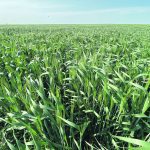 Canadian growers could harvest 7.5 million tonnes of durum this year and U.S. farmers another 3.5 million tonnes, for a combined North American crop of 11 million tonnes, which would be double last year’s output. | File photo