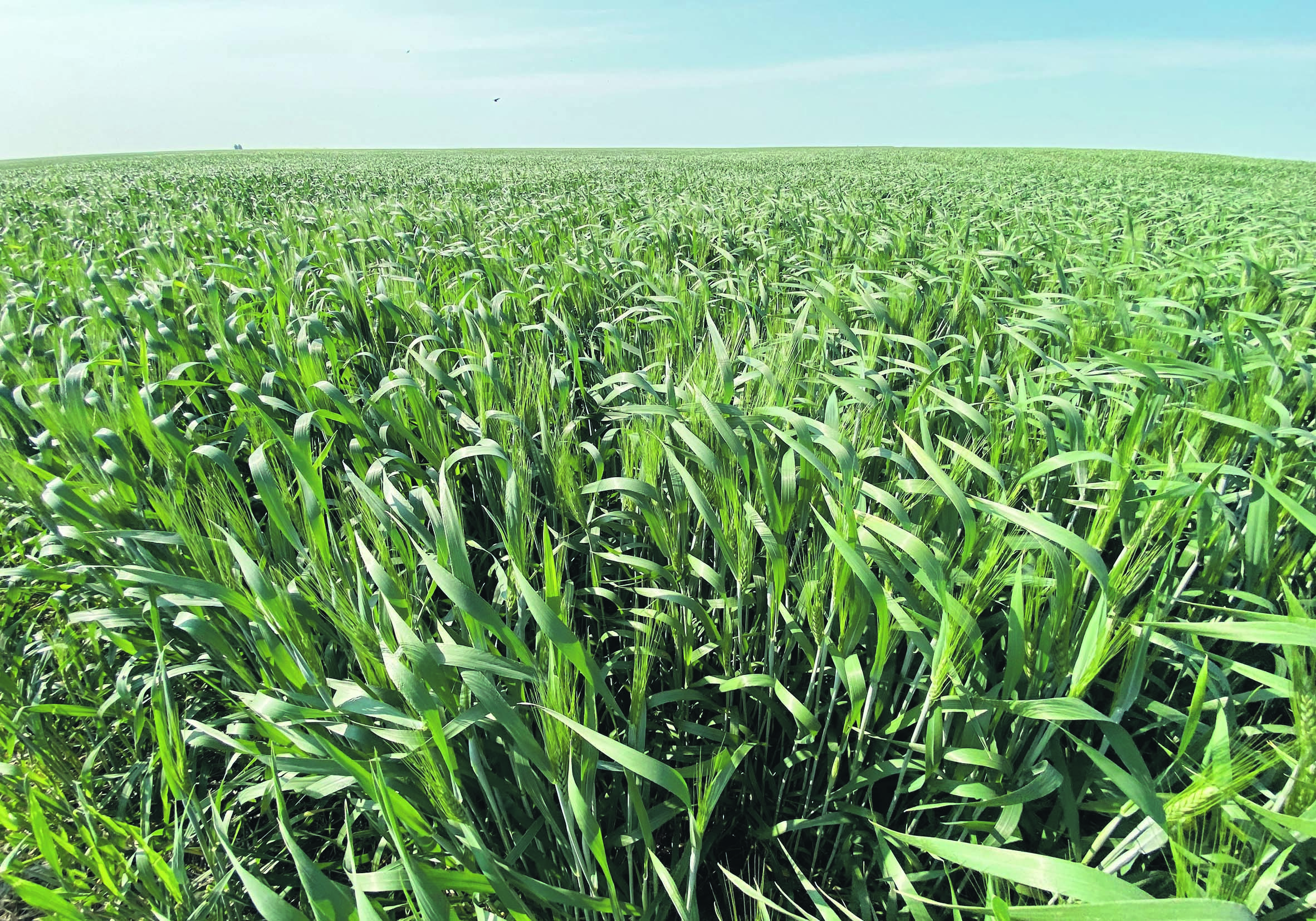 Canadian growers could harvest 7.5 million tonnes of durum this year and U.S. farmers another 3.5 million tonnes, for a combined North American crop of 11 million tonnes, which would be double last year’s output.  |  File photo