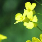 Some analysts have argued that canola could benefit from the European Union’s anti-deforestation law, which targets competitors such as soybeans and palm oil, but others say it is too early tell what might happen. | File photo
