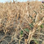Analysts’ estimates of this year’s Russian pea crop vary from 3.75 million tonnes to more than four million. | File photo