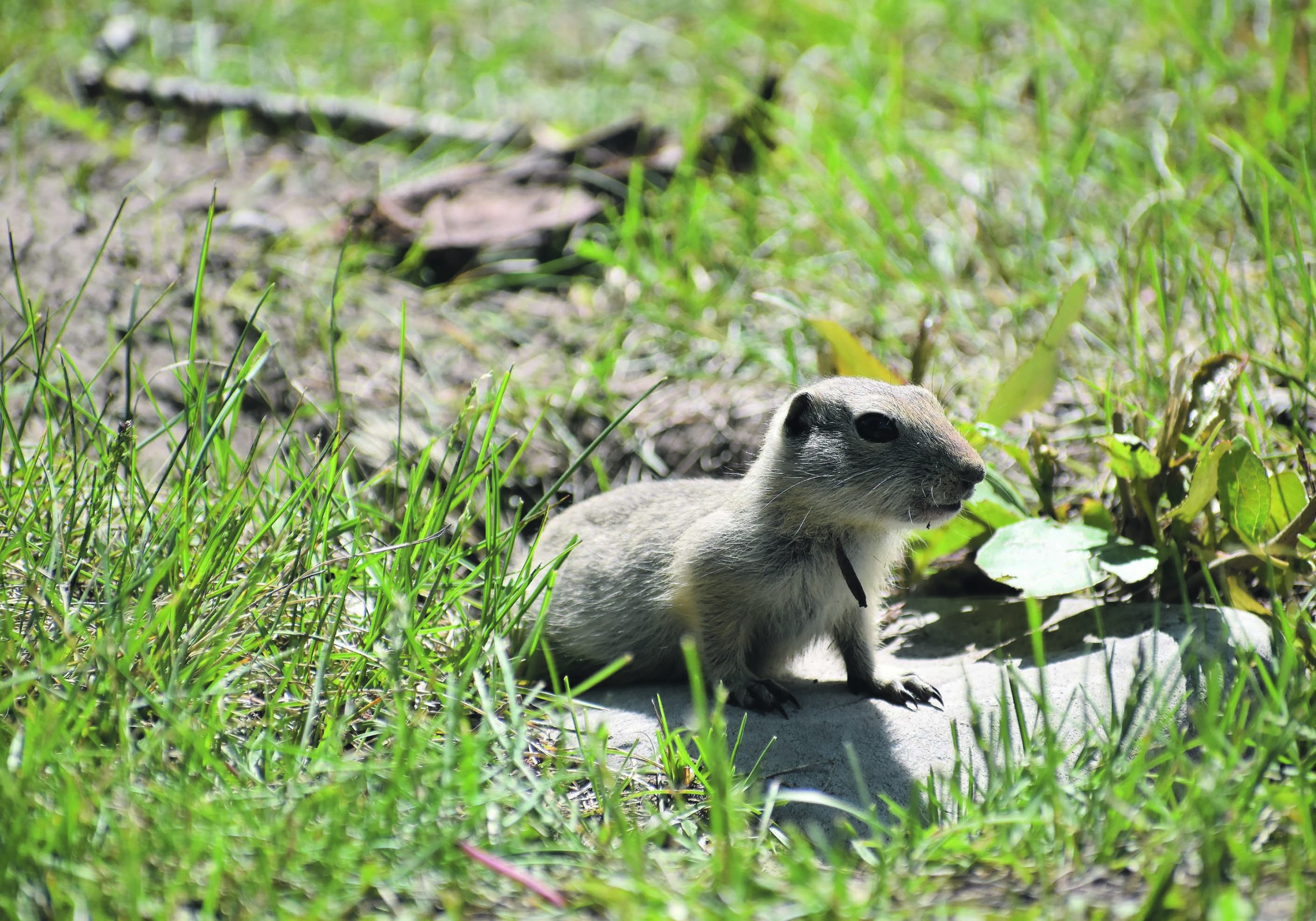Adult Richardson’s ground squirrels have started to return underground for winter, but the juveniles will stay active until October.  |  File photo