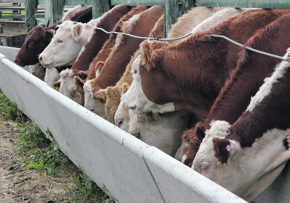 The Agricultural Methane Reduction Challenge was announced back in November, and received 86 applications, both Canadian and international, a federal news release said. The semi-finalists will receive up to $153,846 and will move on to the prototype development phase of the challenge. Finalists will be chosen next spring. |  File photo