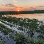 Most of Manitoba has received far beyond 100 per cent of normal rainfall, leading to unseeded acres and flooded crops. | Paul Yanko photo