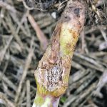Blackleg on canola could become an issue this year due to weather conditions. | Canola Council of Canada photo