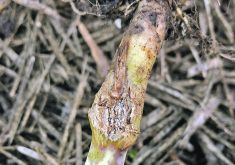Blackleg on canola could become an issue this year due to weather conditions.   |  Canola Council of Canada photo
