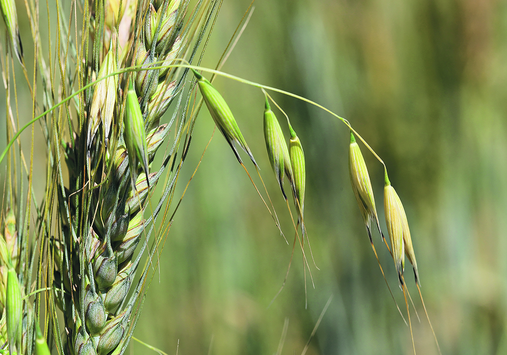 The attempt to use liquid smoke to reduce wild oat pressure is based on the principle that wildfire smoke can stimulate plant growth. In this case, wild oat seeds would germinate in the fall and die during the winter.  |  File photo