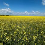 On the morning of July 14, the fields of northeastern Saskatchewan looked like a magazine advertisement for Canada's canola industry. That got WP reporter Robert Arnason thinking. | Robert Arnason photo