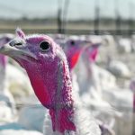 Avian metapneumovirus symptoms in turkeys include foamy conjunctivitis, nasal discharge, swollen infraorbital sinuses, snicking, sneezing, coughing, rales, open-mouth breathing, head shaking, submandibular edema, depression, anorexia and ruffled feathers. | File photo