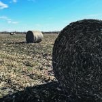 Corn stover round bales sit on a farm in Manitoba’s Interlake region. | Judy Billingham photo